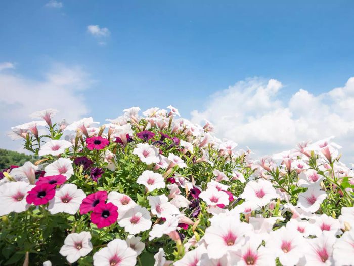 Bug-Repelling Plants with Beautiful Blooms