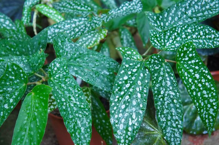 Begonia albopicta, featuring green leaves with white spots.