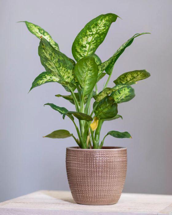 A natural, organic houseplant flowering in its pot