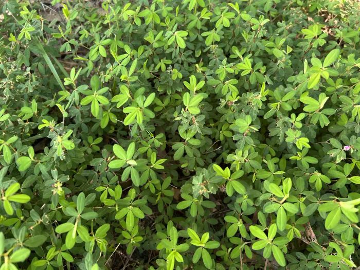 Common Lespedeza