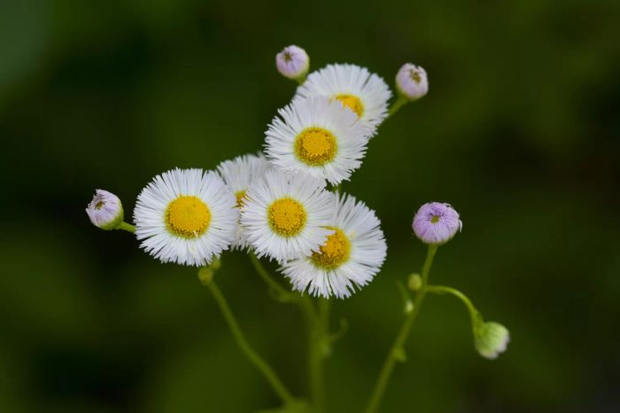 Fleabane, Erigeron