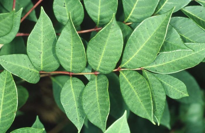 Poison Sumac (Toxicodendron vernix)