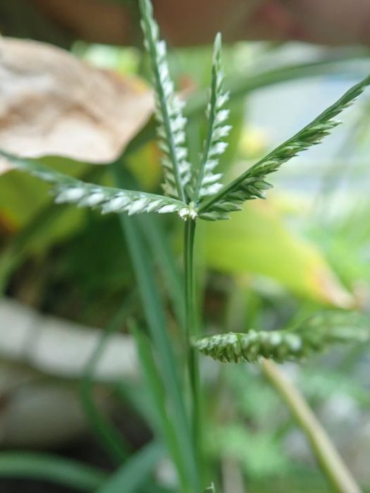Dallisgrass