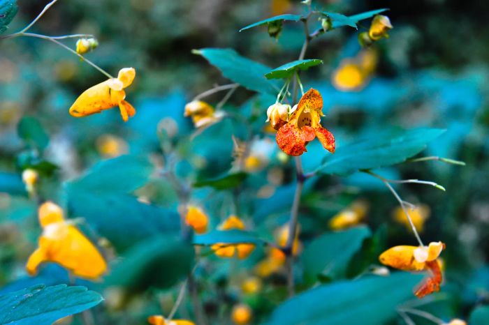 Orange Jewelweed