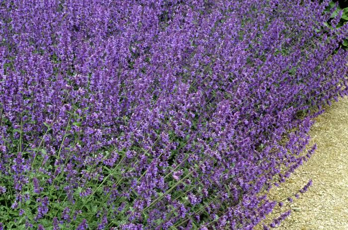Nepeta racemosa 'Walker's Low' plants growing in a mass.