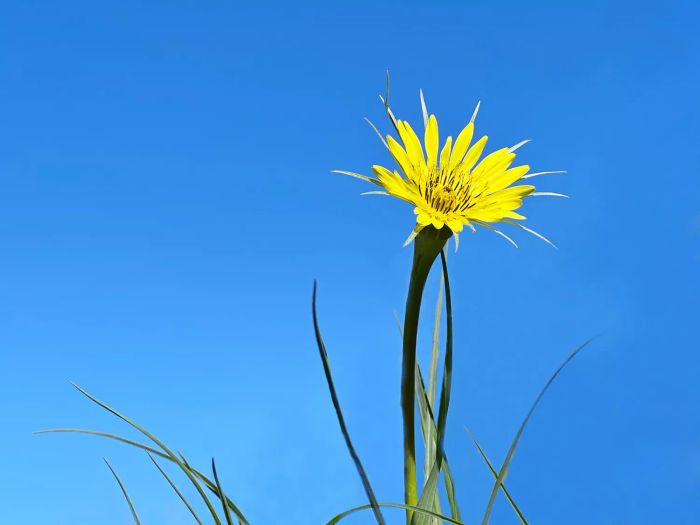 Yellow Salsify