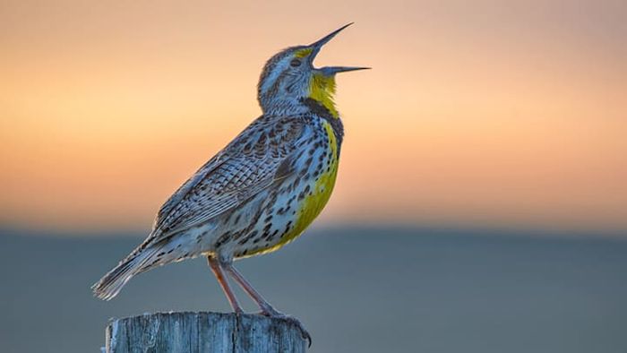 A western meadowlark begins its song at daybreak.