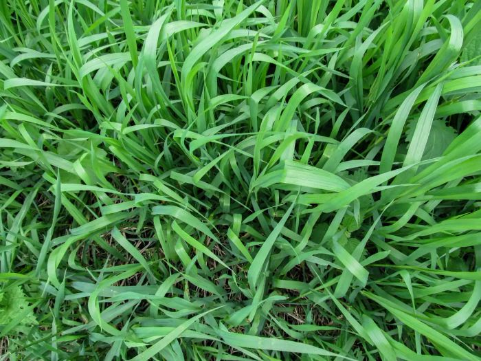 Common Lawn Weeds, Quackgrass