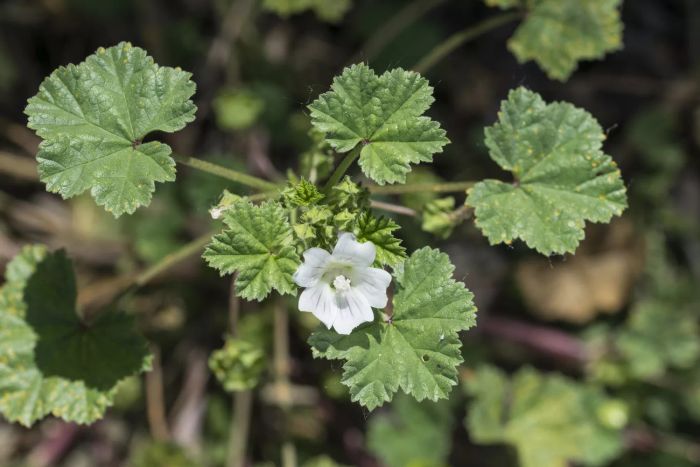 Common Mallow