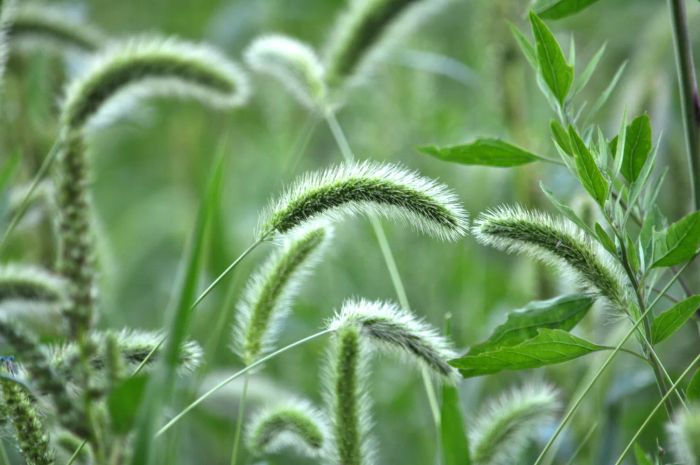 Green Foxtail