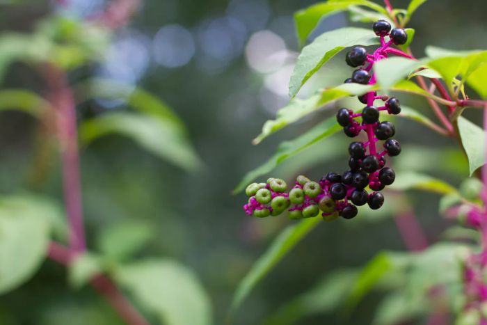 American pokeweed (Phytolacca americana) set against a softly blurred background of leaves