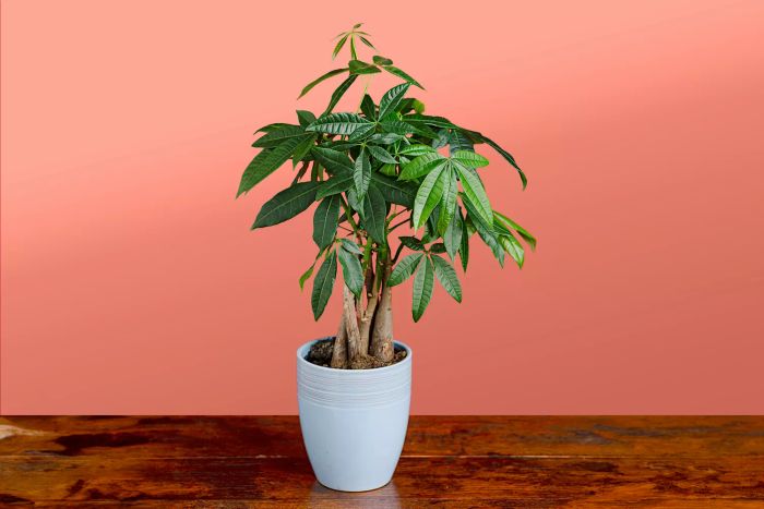 Money tree plant