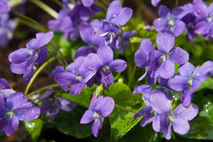 Wild Violets
