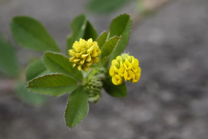 Close-up of a small yellow wildflower known as black medic (Medicago lupulina).