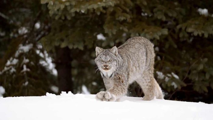 Image of a Canada lynx walking through snow.