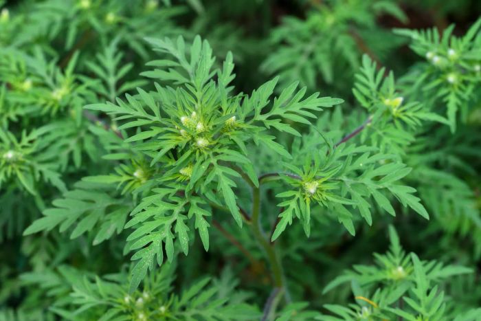 Common Ragweed