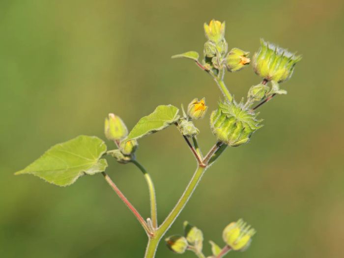 Velvetleaf Plant