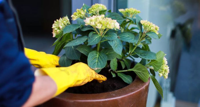 Inspecting the hydrangea soil