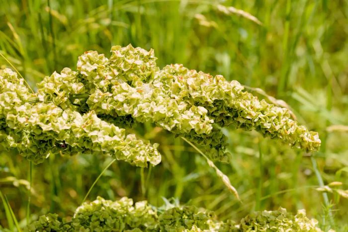Rumex Crispus