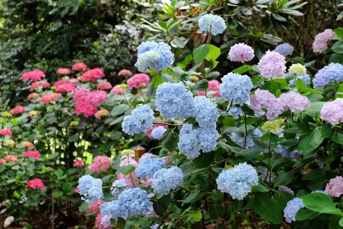 The pale blue Hydrangea Chungii mophead in bloom.