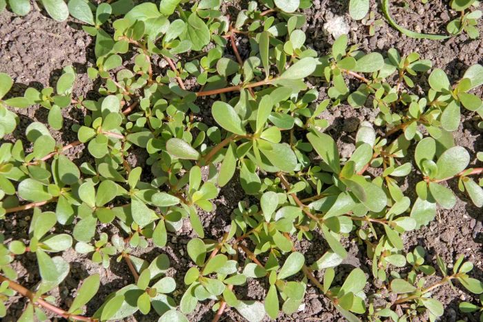 Common purslane (Portulaca oleracea), also known as verdolaga, red root, or pursley, growing in a field.