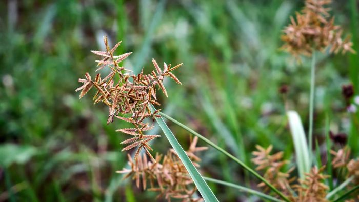 Nutsedge Weed in Grass