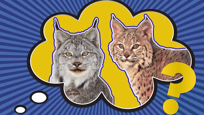 Canada lynx (left) and bobcat (right) compared.