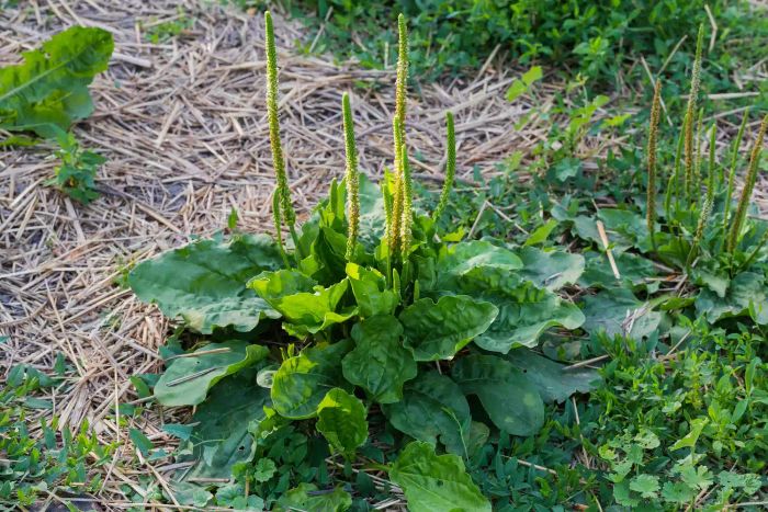 Common Lawn Weeds, Broadleaf Plantain with large green leaves and spikes
