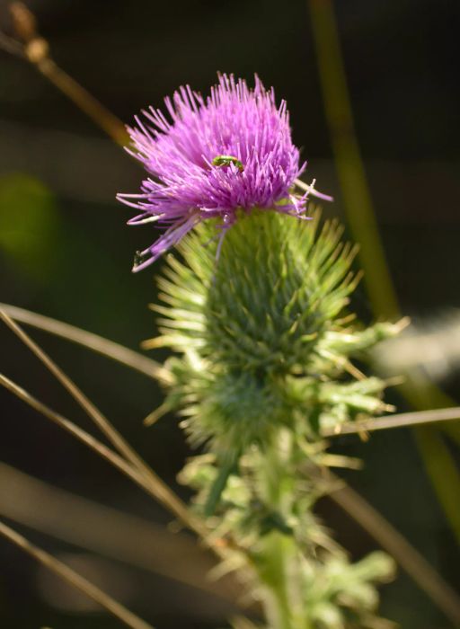 Canada Thistle