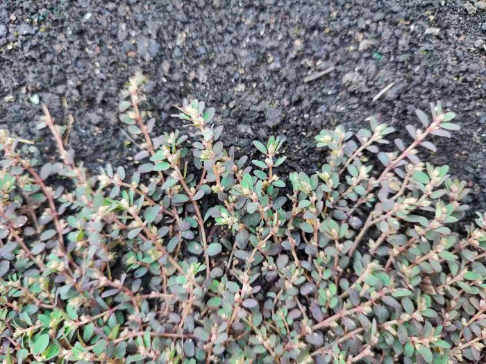 Prostate Spurge