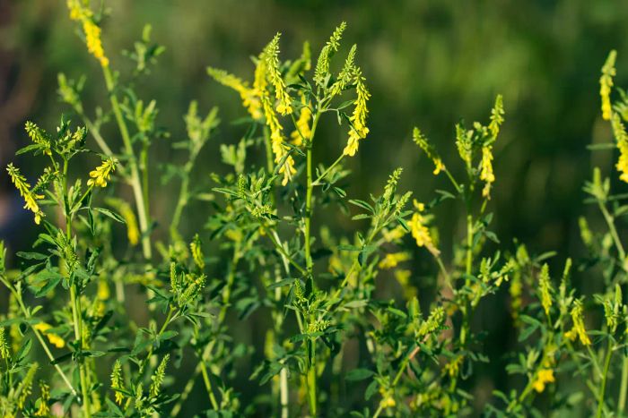 Yellow Sweet Clover