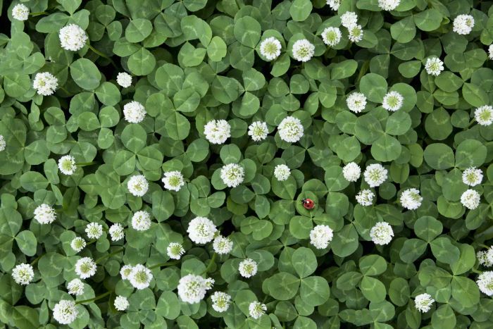 Clover Trifolium