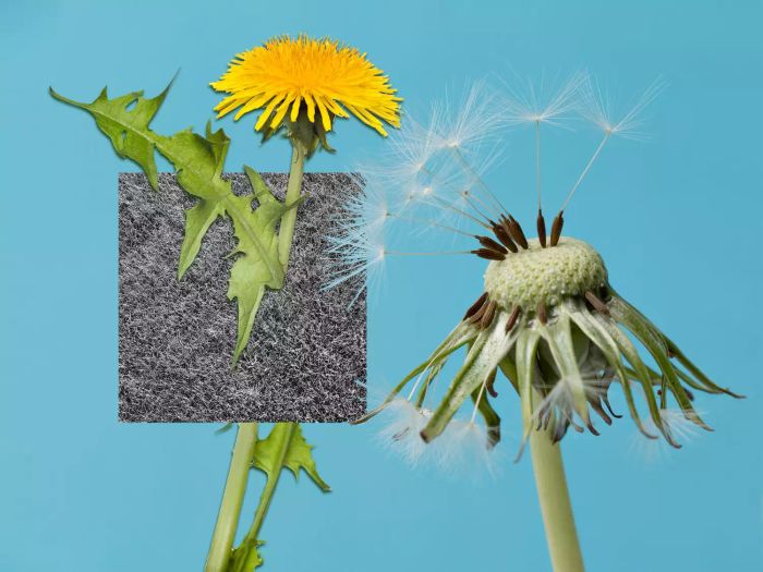 dandelions