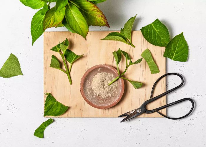 Applying rooting hormone to hydrangeas