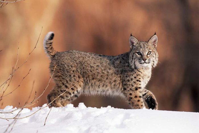 Image of a bobcat walking through snow.