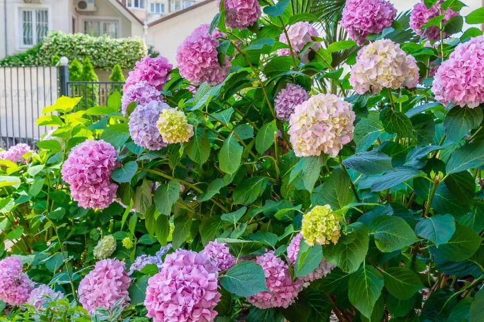 propagate-hydrangeas-GettyImages-1413747610