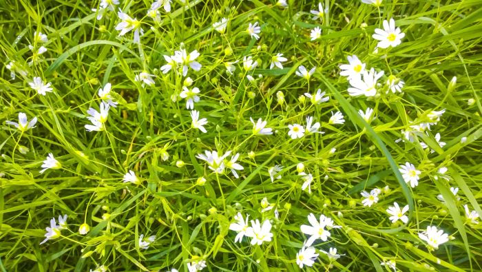 Common Lawn Weeds, Chickweed tiny white flowers