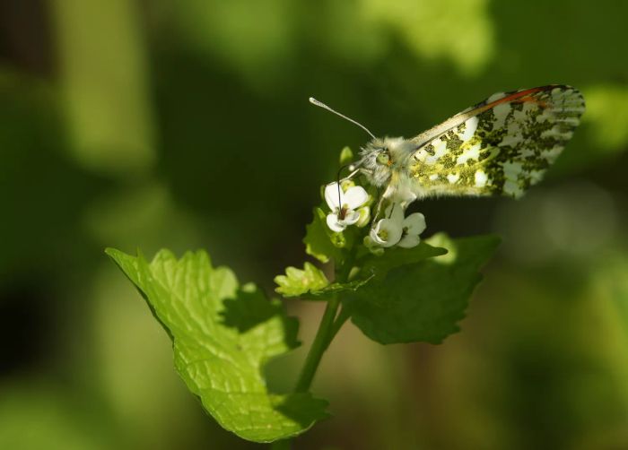 An orange-tip butterfly nectaring on a garlic mustard flower