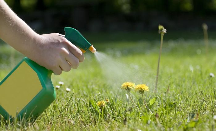 Common Lawn Weeds, Dandelion Growing in Grass