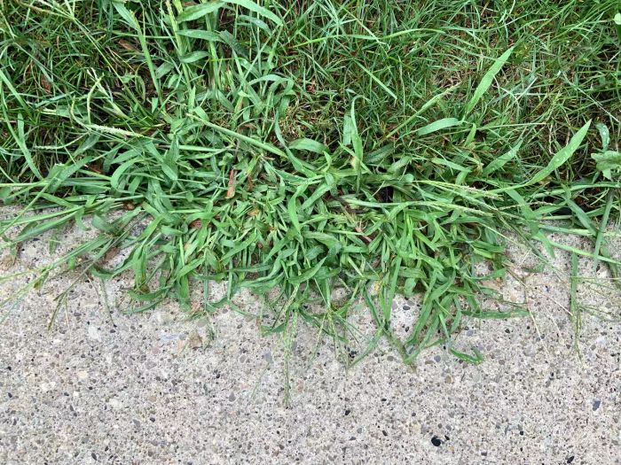 Common Lawn Weeds, Crabgrass Along Sidewalks