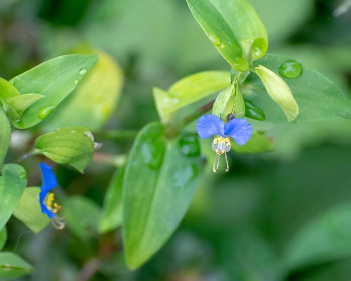 Dayflower