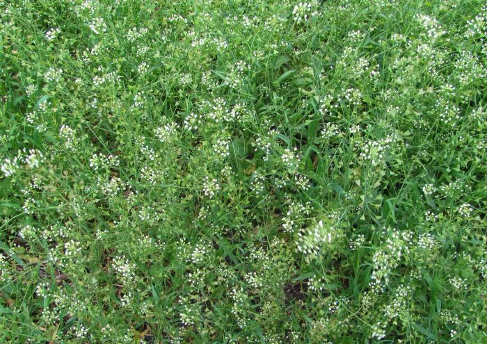 Shepherd's Purse, a weed with tiny white flowers, in a lawn