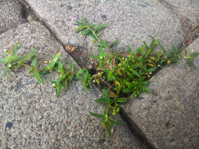 Prostrate Knotweed, A weed spreading between patio pavers.