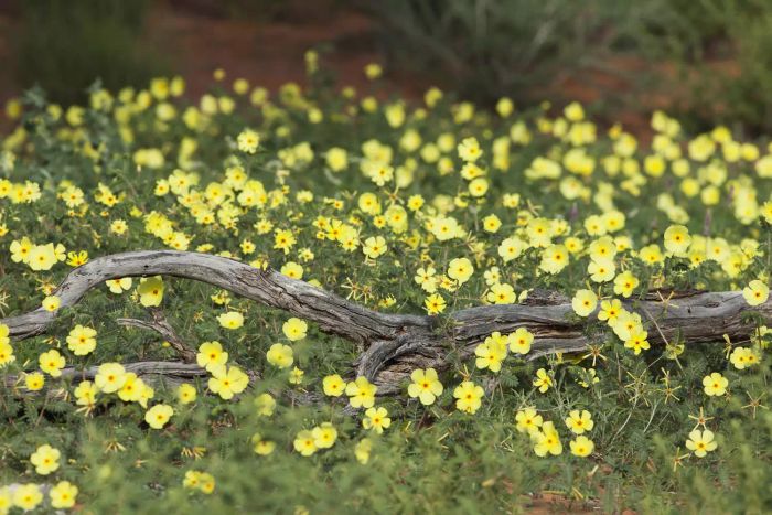 Tribulus Terrestris