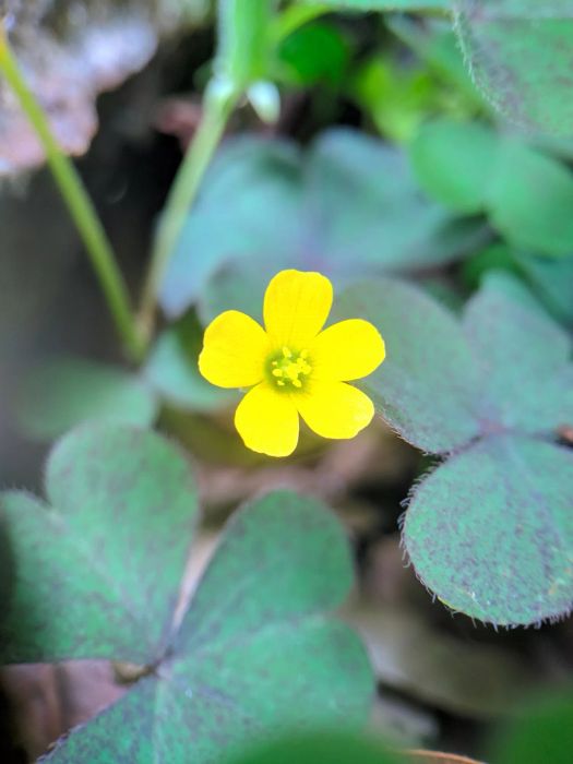 Woodsorrel
