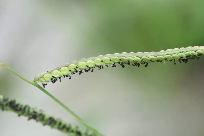 Goosegrass