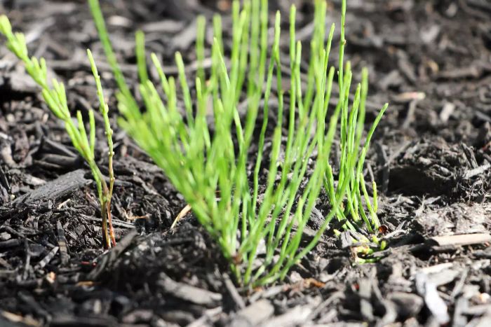Horsetail Weed