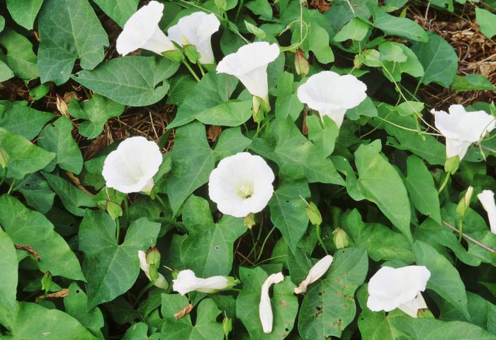 Hedge Bindweed