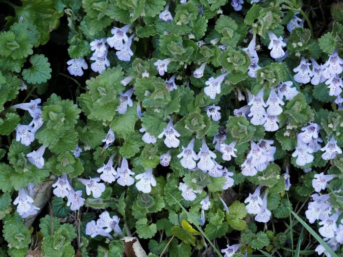Common Lawn Weeds, Creeping Charlie weed with pale blue purple flowers and scalloped green leaves