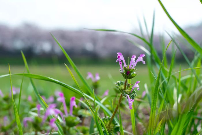 Common Lawn Weeds, Henbit Weed with light purple flowers